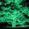 100LEDs Green Solar String Light